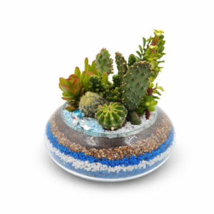 Terrario Oasis Azul