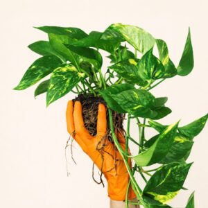 Plantas