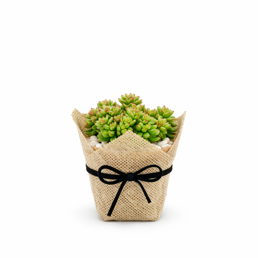 Naturaleza Clásica - Imagen 2