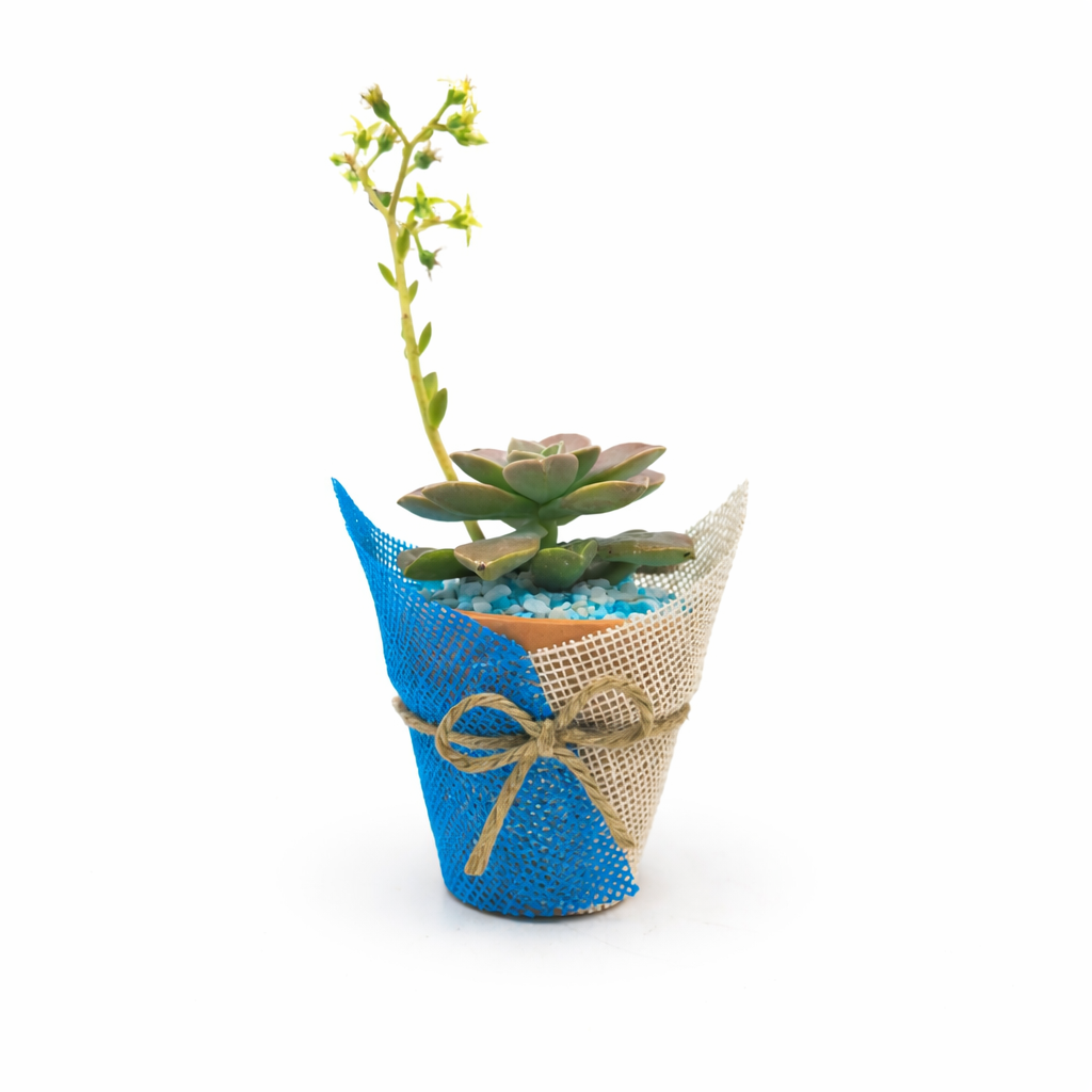 Encanto Bicolor - Imagen 2