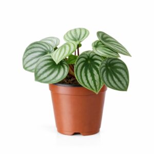Peperomia Sandía