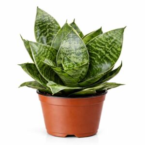 Lengua de Suegra Enana