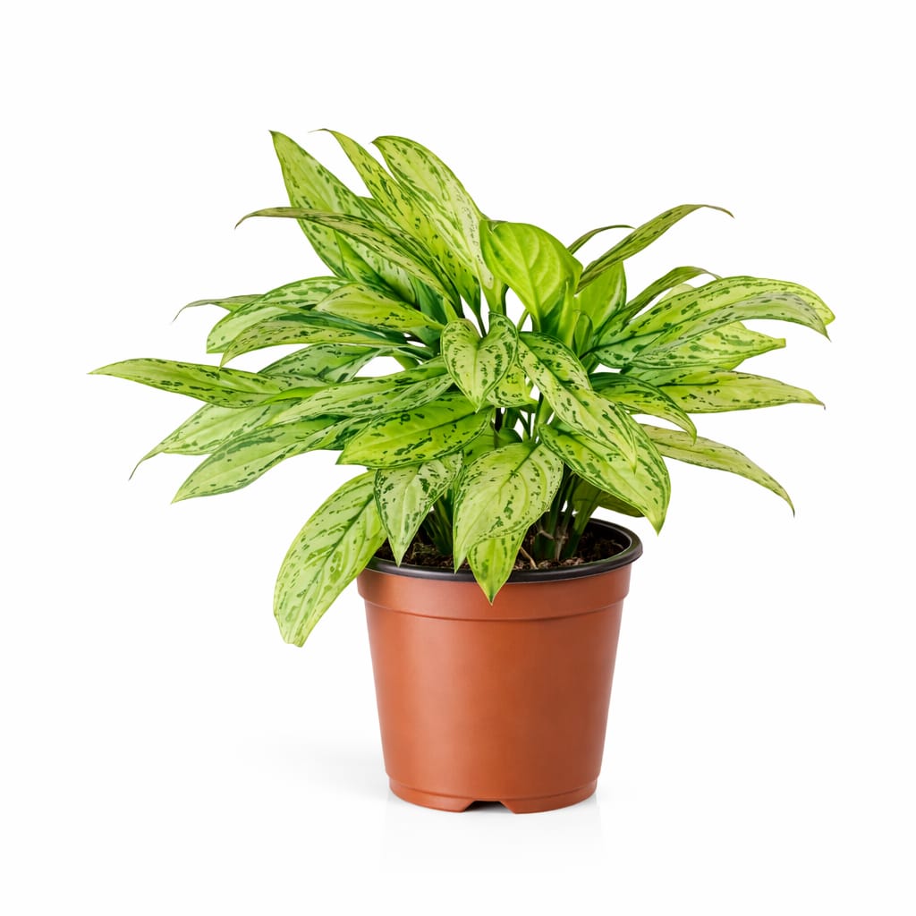 Aglaonema