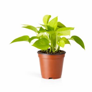 Pothos Neón
