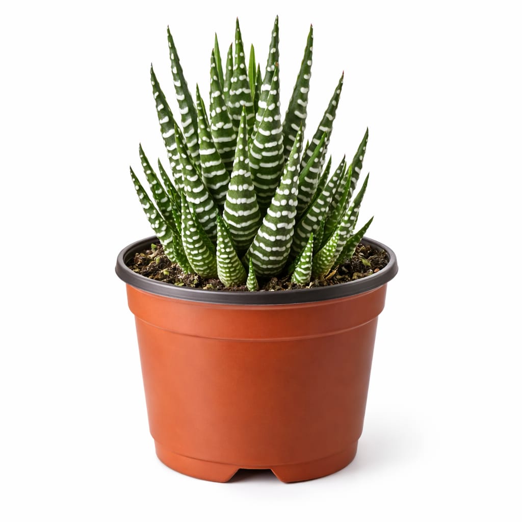 Haworthia cebra