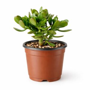 Árbol de jade