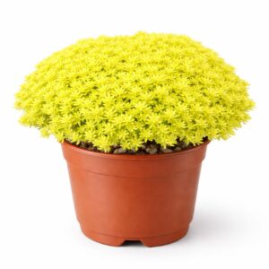 Sedum Tokio