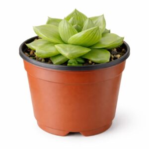 Haworthia