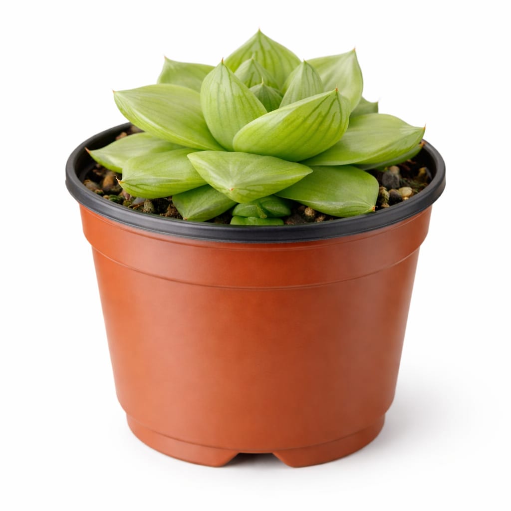 Haworthia
