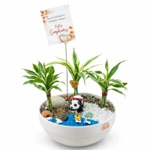 Terrario Panda