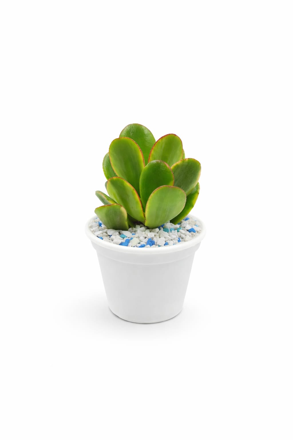Maceta Viva PVC - Imagen 2