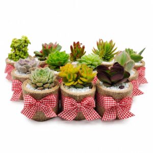 Dulce Naturaleza