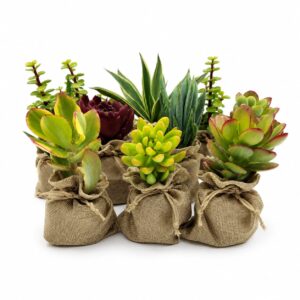 Bolsa Natural