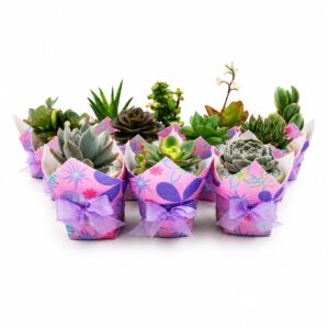 Terracota Pull Floral