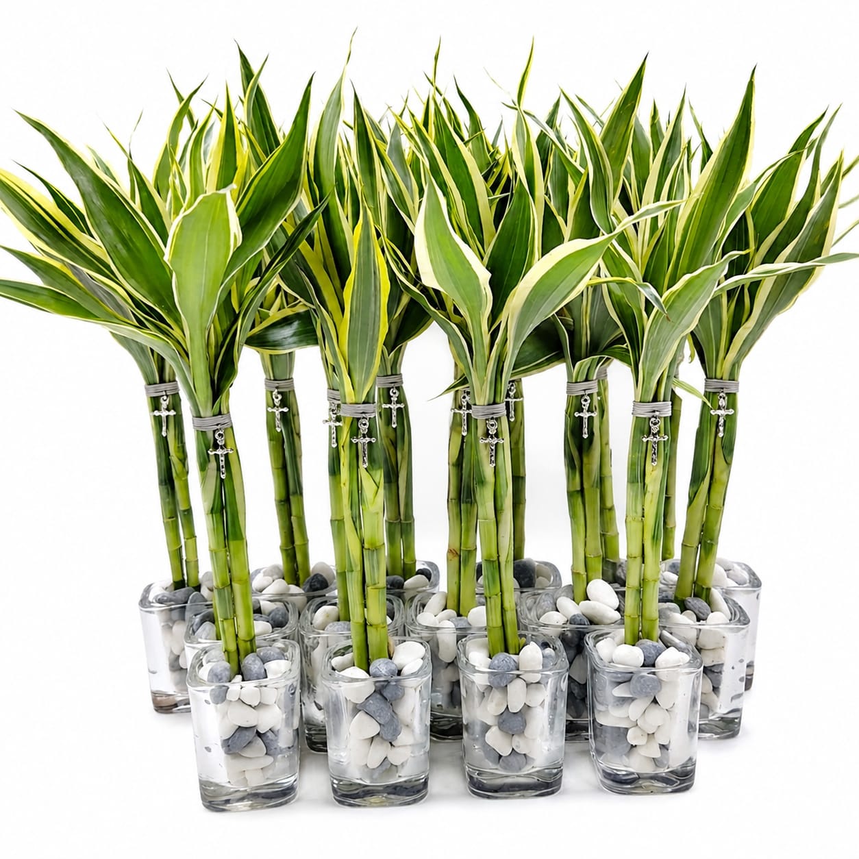 Bambú Variegado 2 Varas
