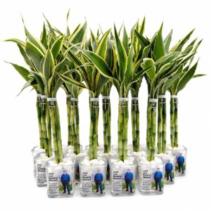 Bambú Variegado 2 Varas Vinil Adhesivo
