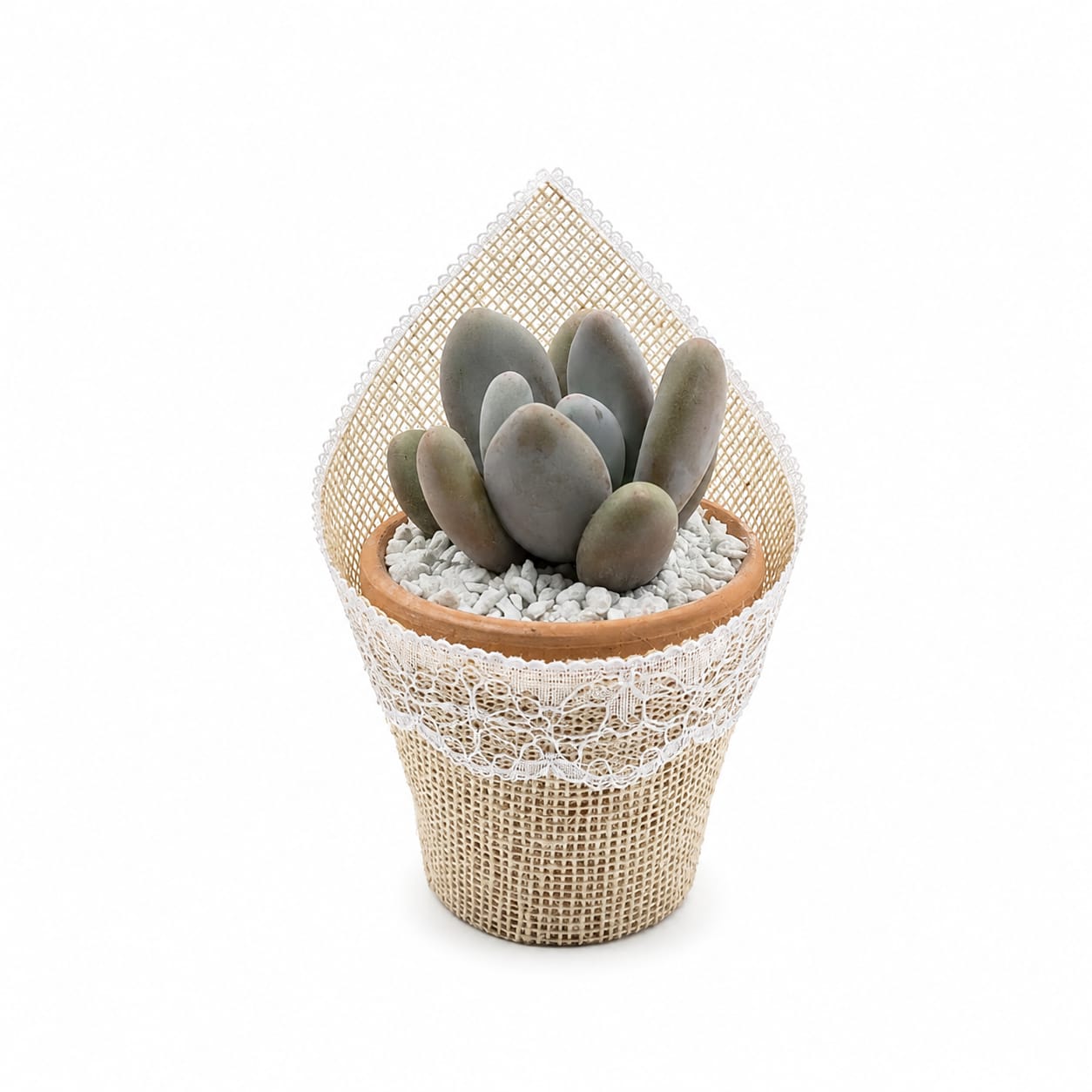 Maceta Encanto Natural - Imagen 2