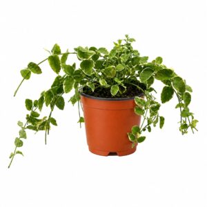Vinca