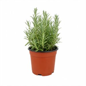 Lavanda