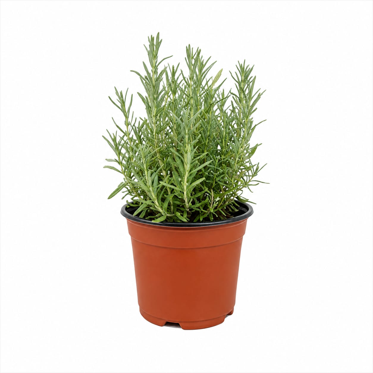 Lavanda