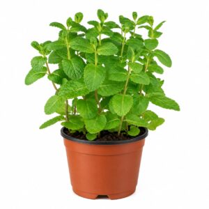 Menta