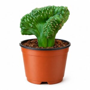 Cactus Cerebro