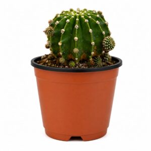 Echinopsis