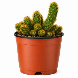 Mammillaria