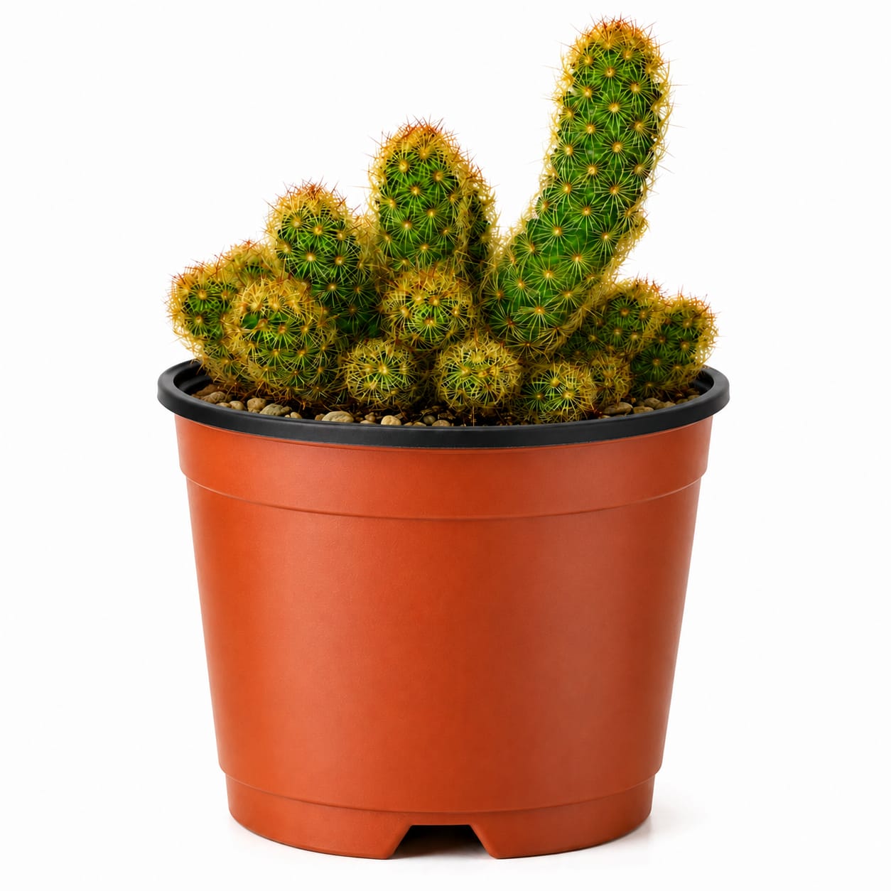 Mammillaria