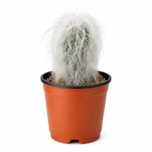 Cactus el Abuelo