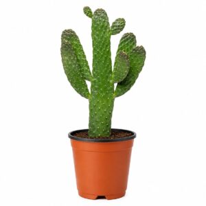 Opuntia Consolea