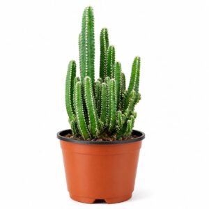 Cactus Castillo de Hadas