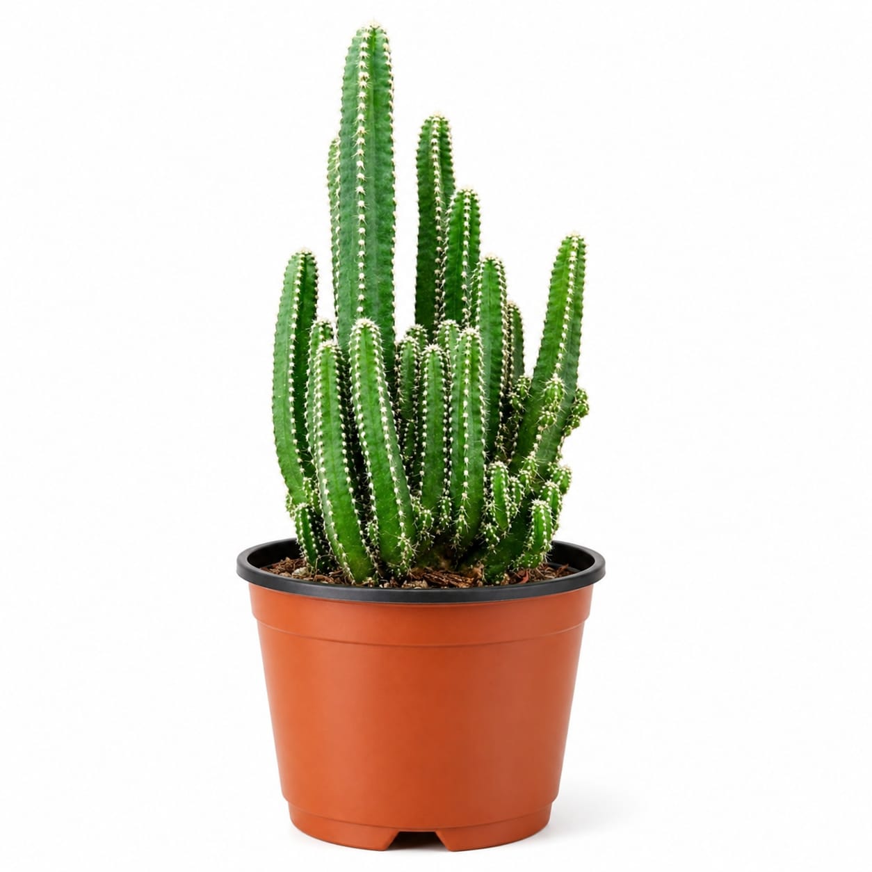 Cactus Castillo de Hadas