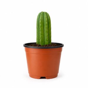 Cactus San Pedro