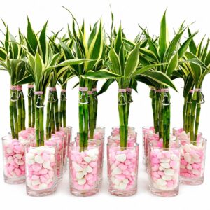 Bambú Variegado Vaso 2 Varas