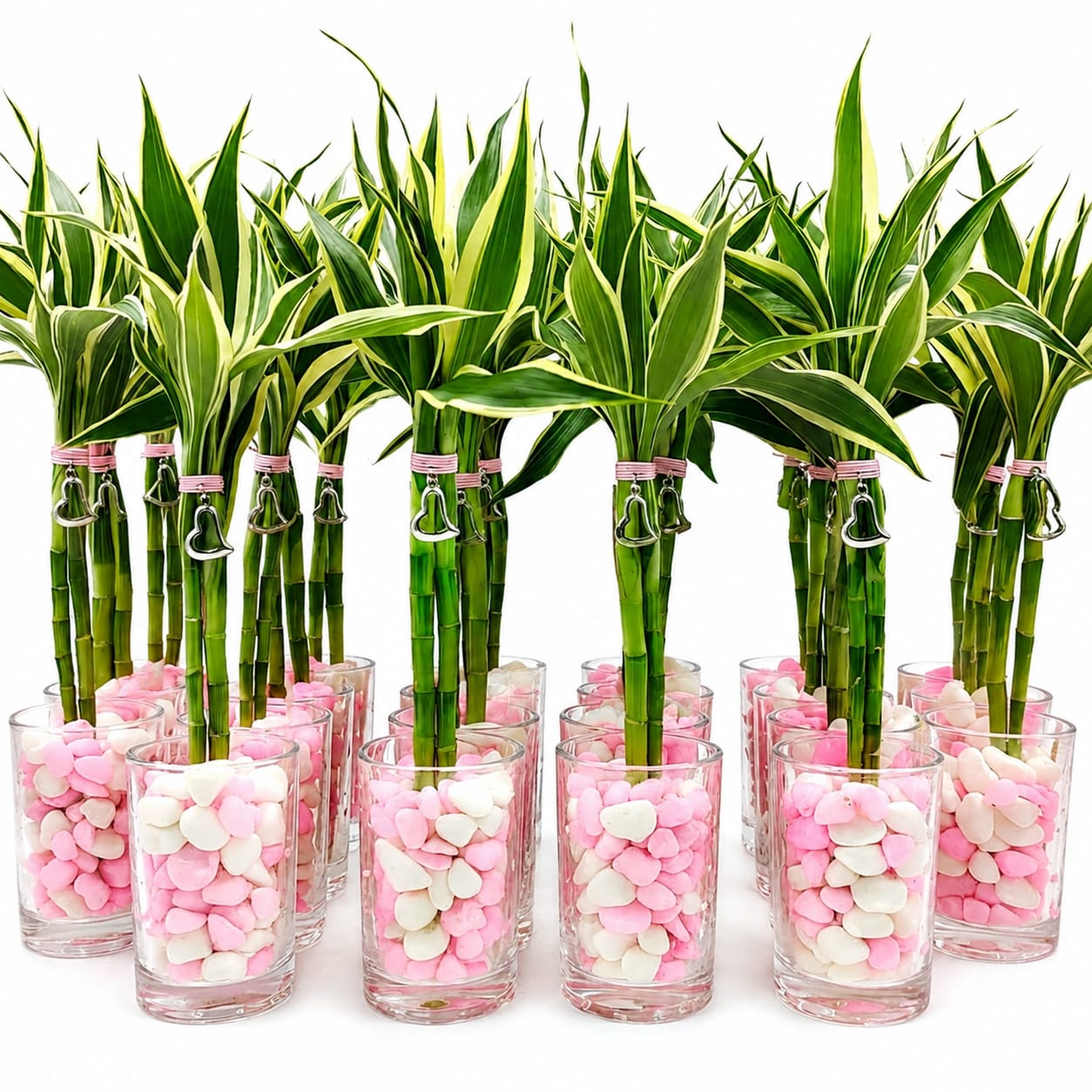 Bambú Variegado Vaso 2 Varas