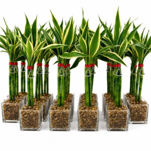 Bambú Variegado Cuadrado 2 Varas